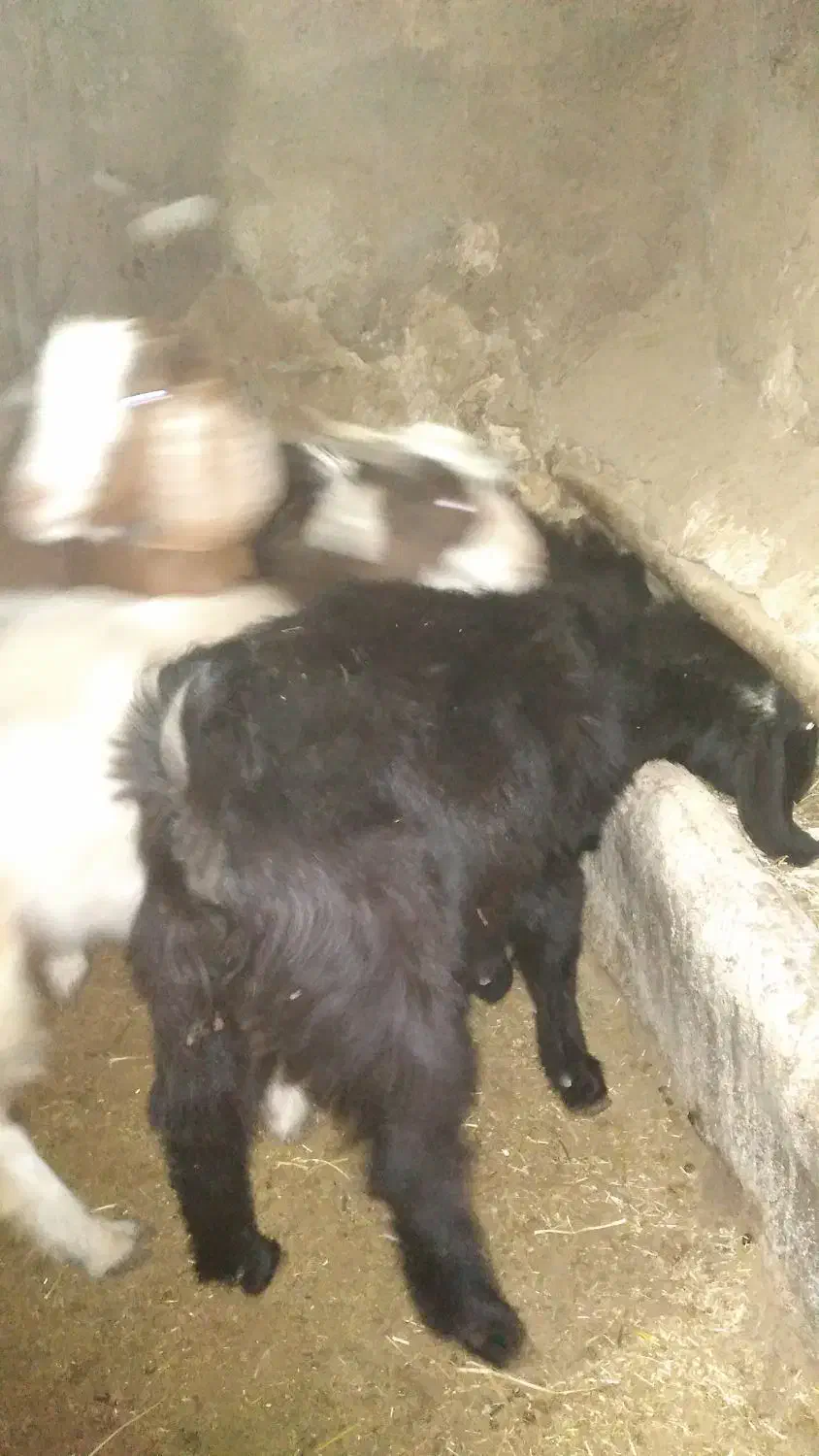 قیمت ۱۵ ملیون روستای هالان|حیوانات مزرعه|صحنه, |دیوار