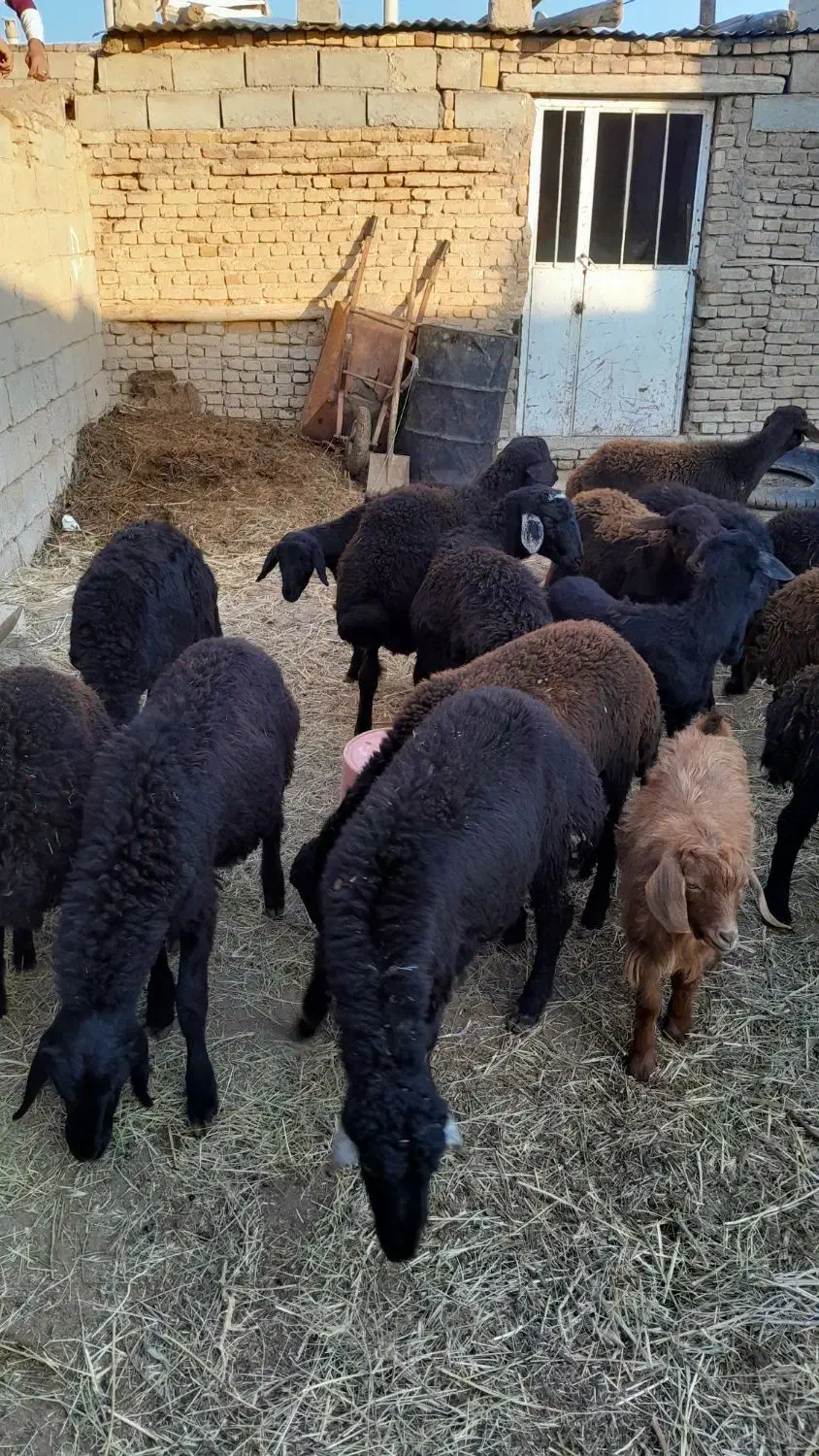 فروش بره|حیوانات مزرعه|باروق, |دیوار