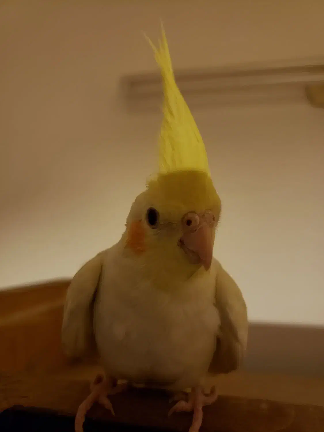 عروس هلندی|پرنده|قم, پردیسان|دیوار