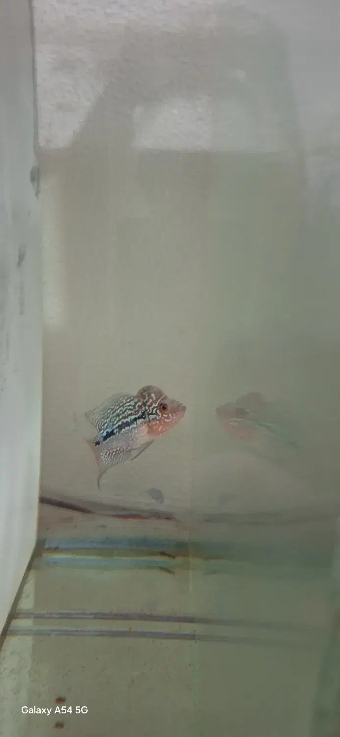 ماهی فلاور سوپر رد دراگون بیگ هد|ماهی|تبریز, |دیوار