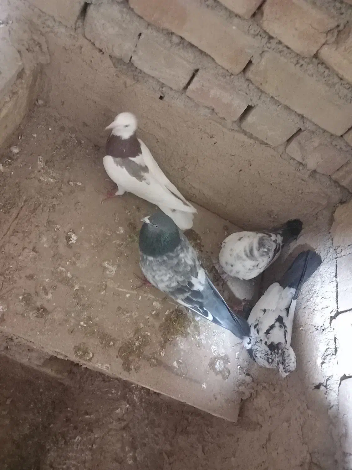 کبوتر طوقی|پرنده|شراء, |دیوار