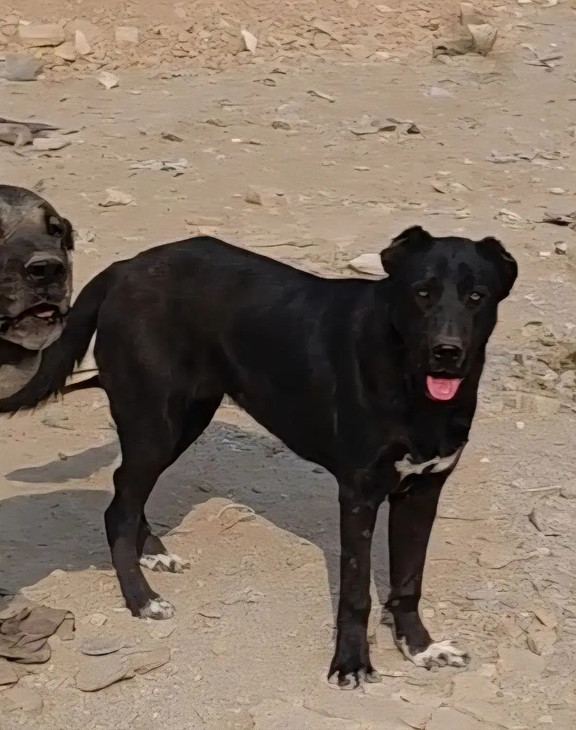 سرابی و خراسانی|سگ|اسلام‌شهر, شهرک واوان|دیوار