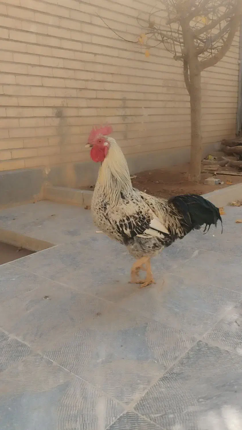 مرغ وخروس|حیوانات مزرعه|بروجن, |دیوار