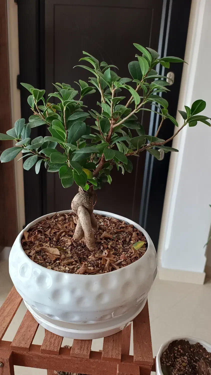 گلدان گل و گیاه آپارتمانی سرحال و سالم و استند گل|حراج|تهران, دریاچه شهدای خلیج فارس|دیوار
