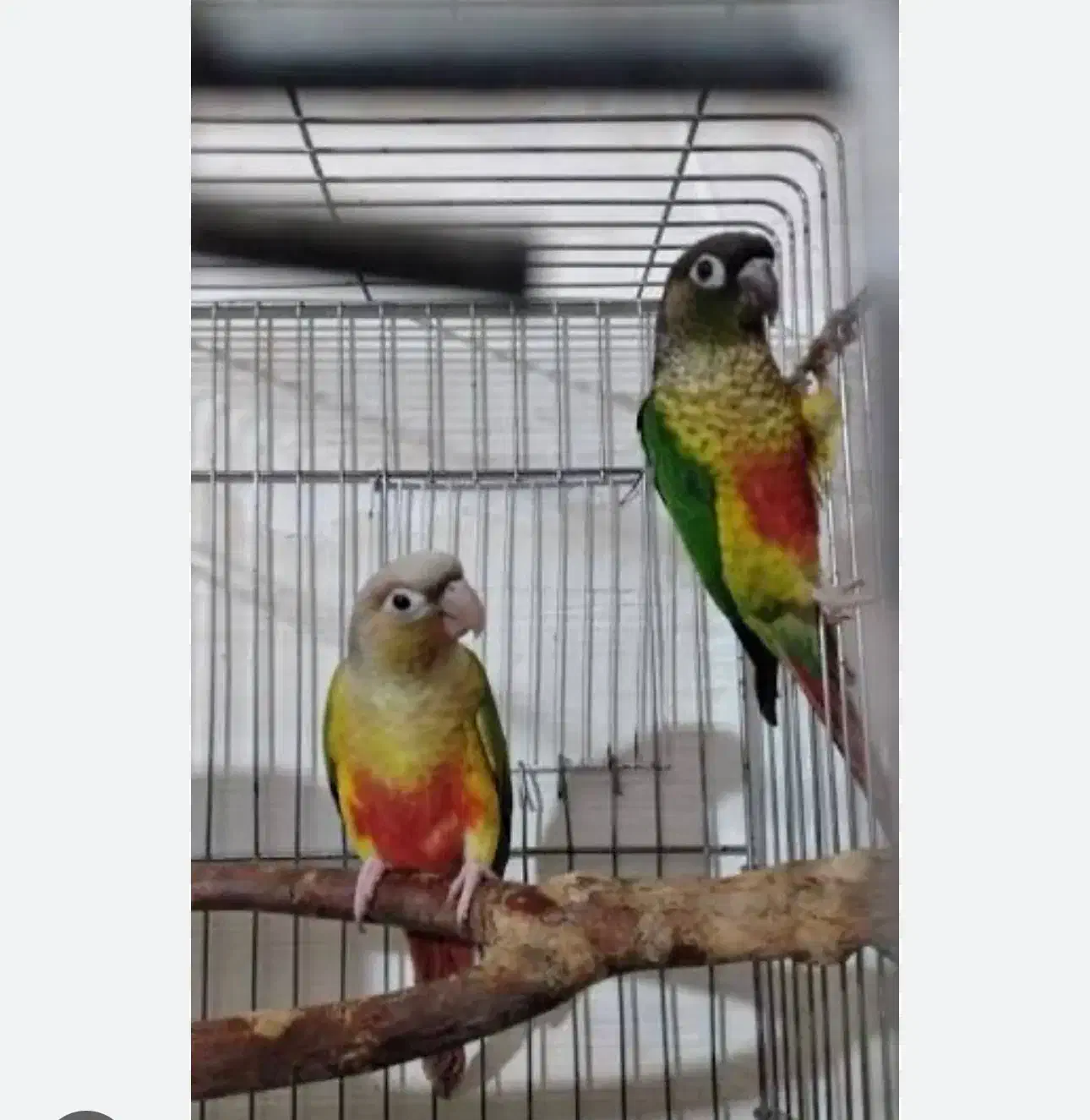 طوطی گرینچیک|پرنده|تبریز, |دیوار