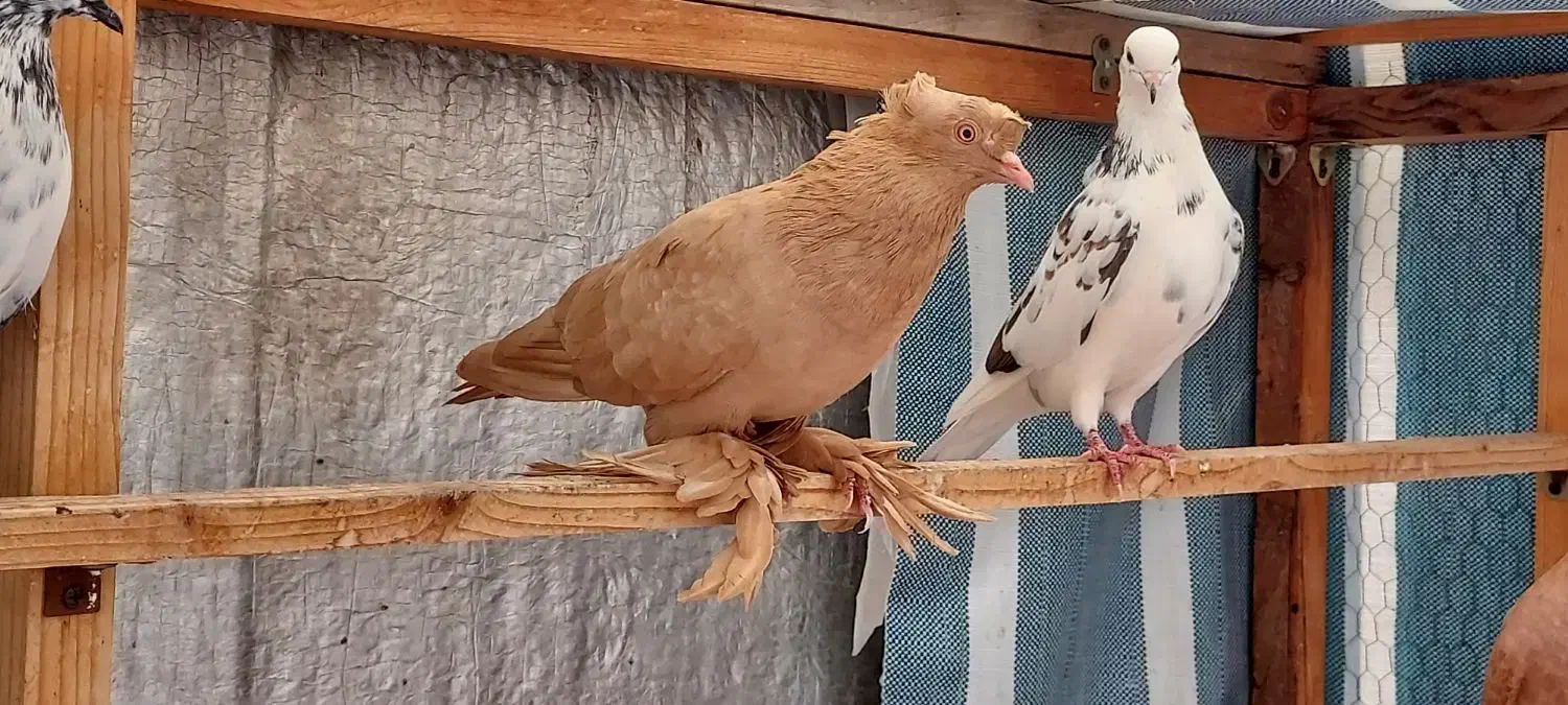 کبوتر راعبی زینتی|پرنده|ساری, |دیوار