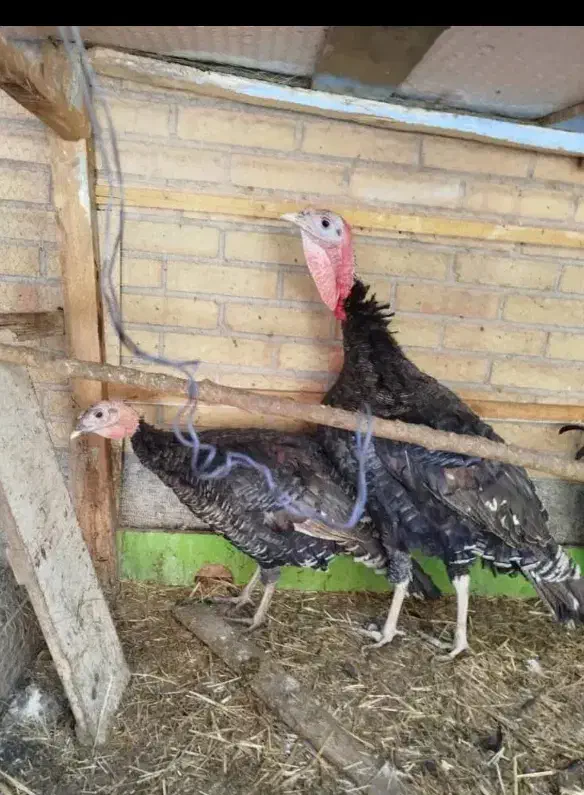 یک جفت بقلمون جوان|حیوانات مزرعه|بم, |دیوار