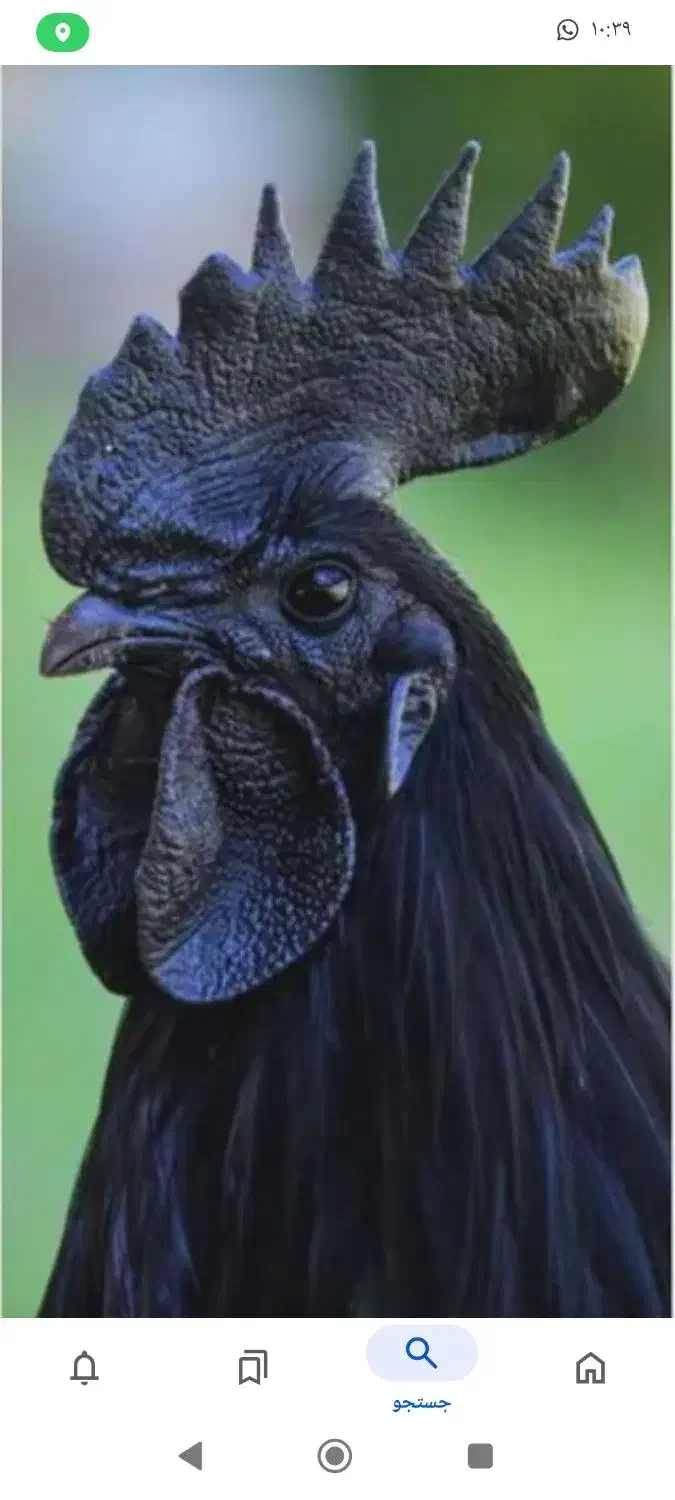 خروس ایام سمانی|حیوانات مزرعه|رشت, یخسازی|دیوار