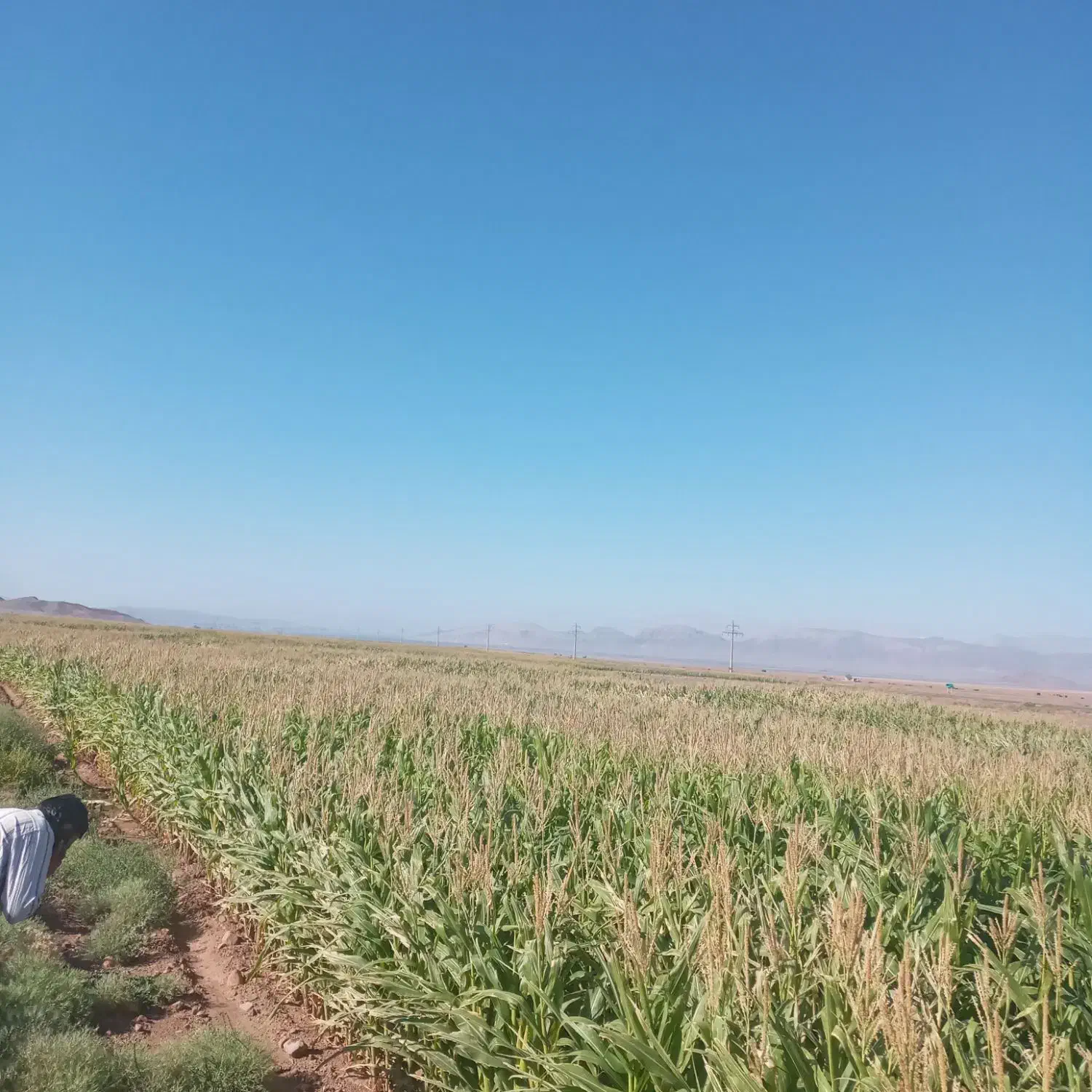 سیلوعلوفه ذرت بسته بندی ۳۰کیلو ،یک تن و فله تخمیر|عمدهفروشی|سراب, |دیوار