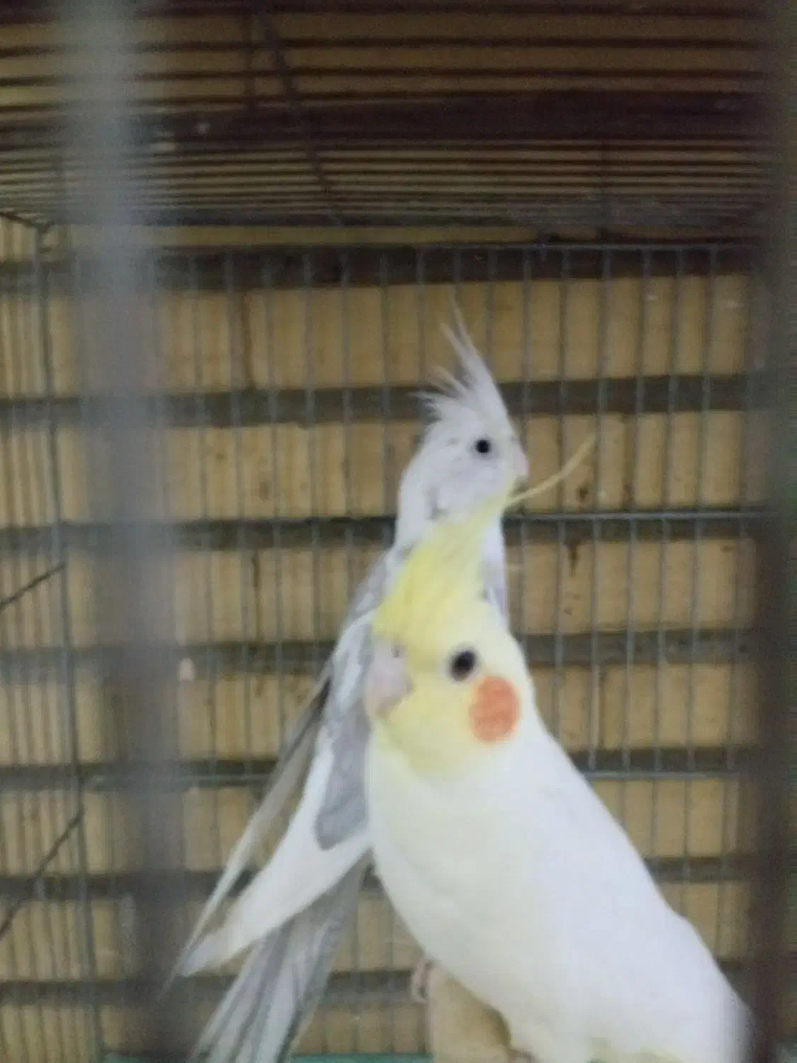 عروس هلندی گلدین|پرنده|اندیشه, اندیشه فاز ۵|دیوار