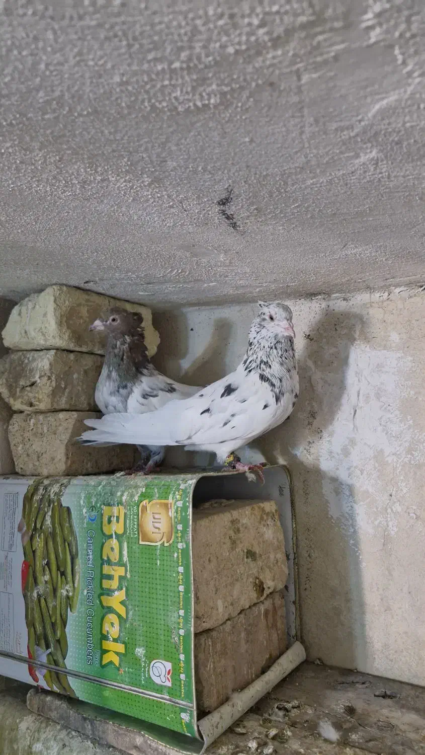 سینه سرور|پرنده|شیراز, گویم|دیوار