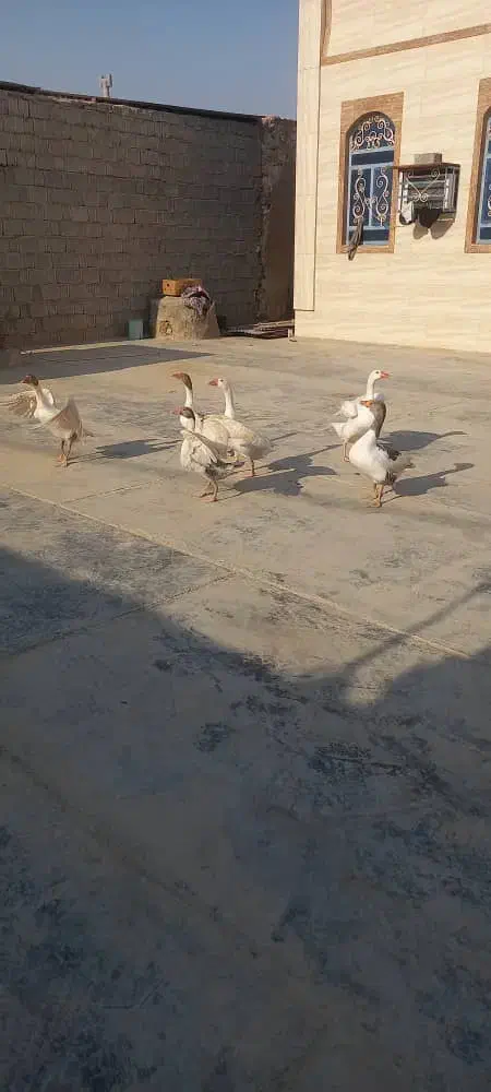 غاز نر وماده جوان|حیوانات مزرعه|چغادک, |دیوار