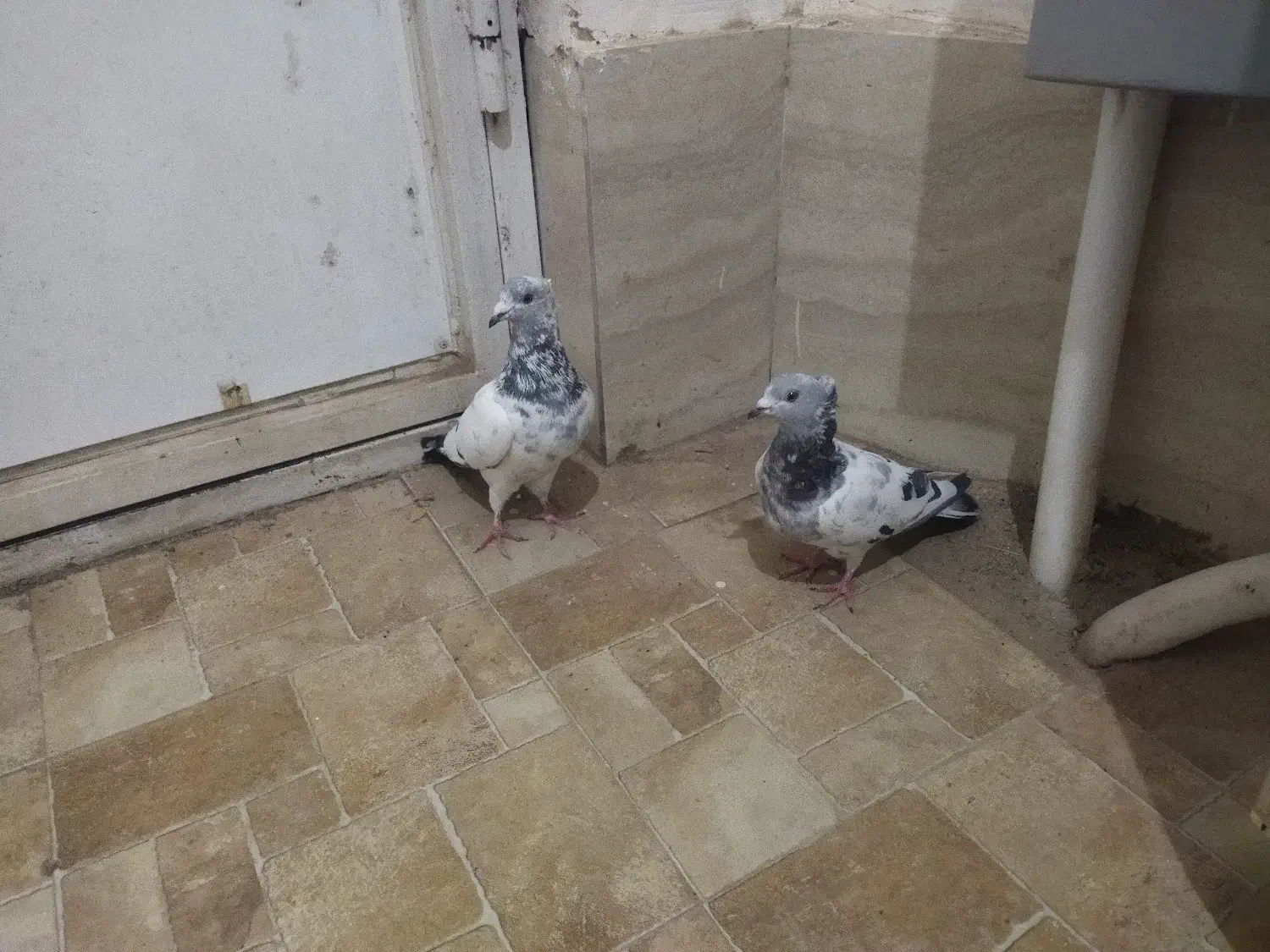 رکاب و نگین|بدلیجات|سبزوار, پیروزی|دیوار