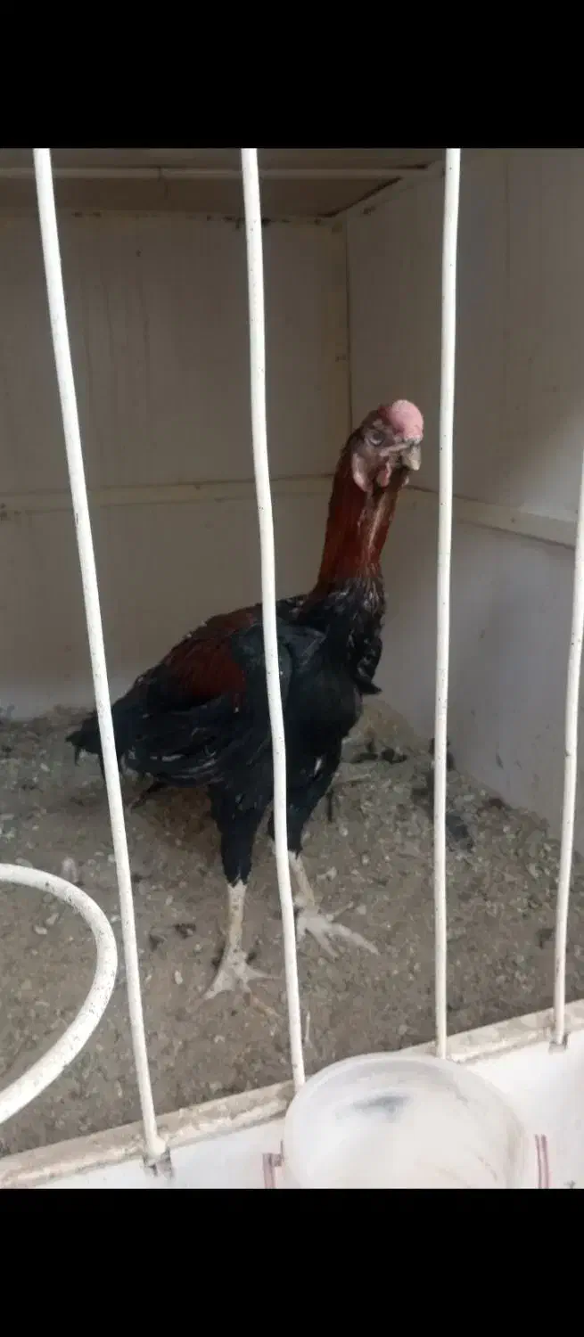 مرغ و خروس لاری|حیوانات مزرعه|ری, علایین|دیوار