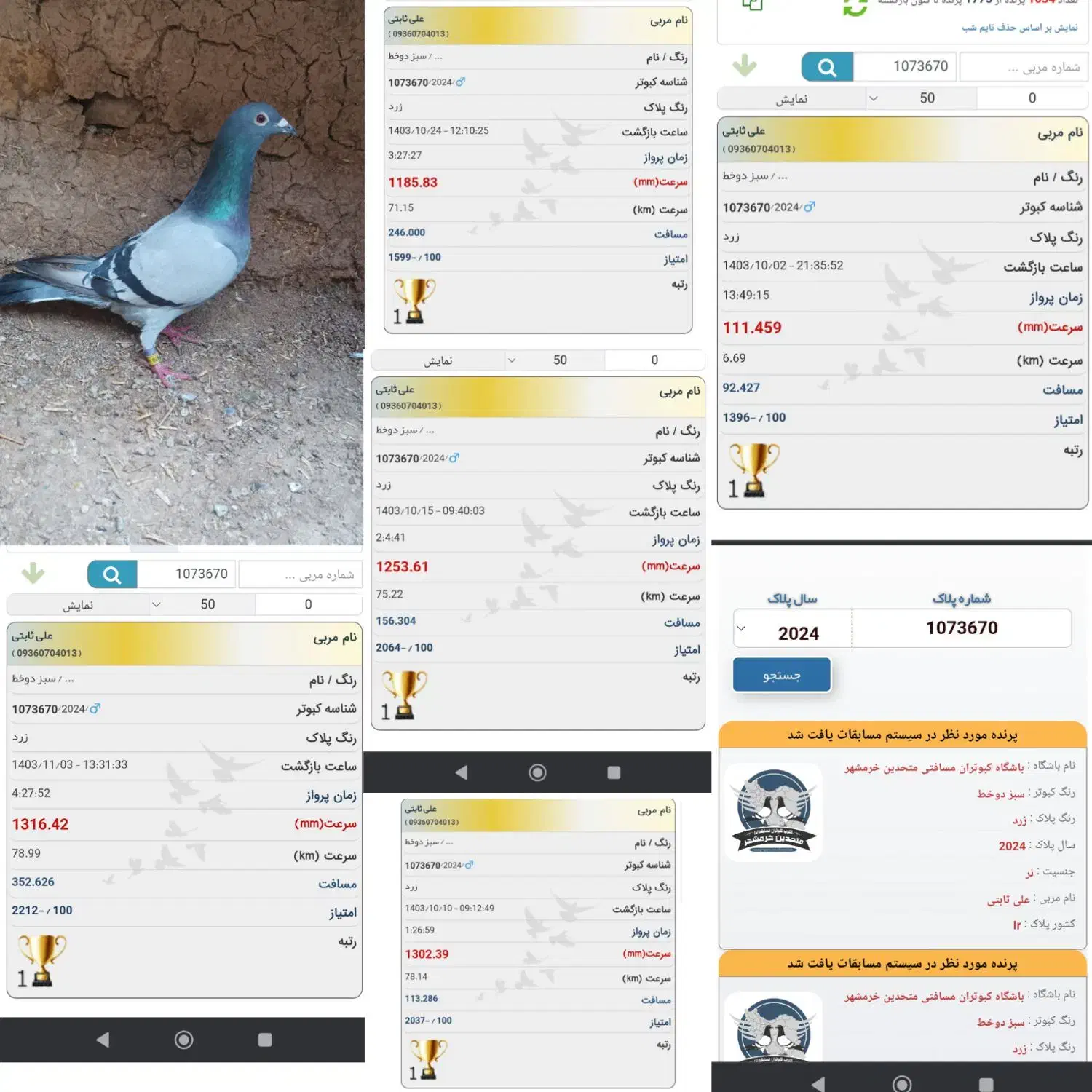 کبوتر|پرنده|فامنین, |دیوار