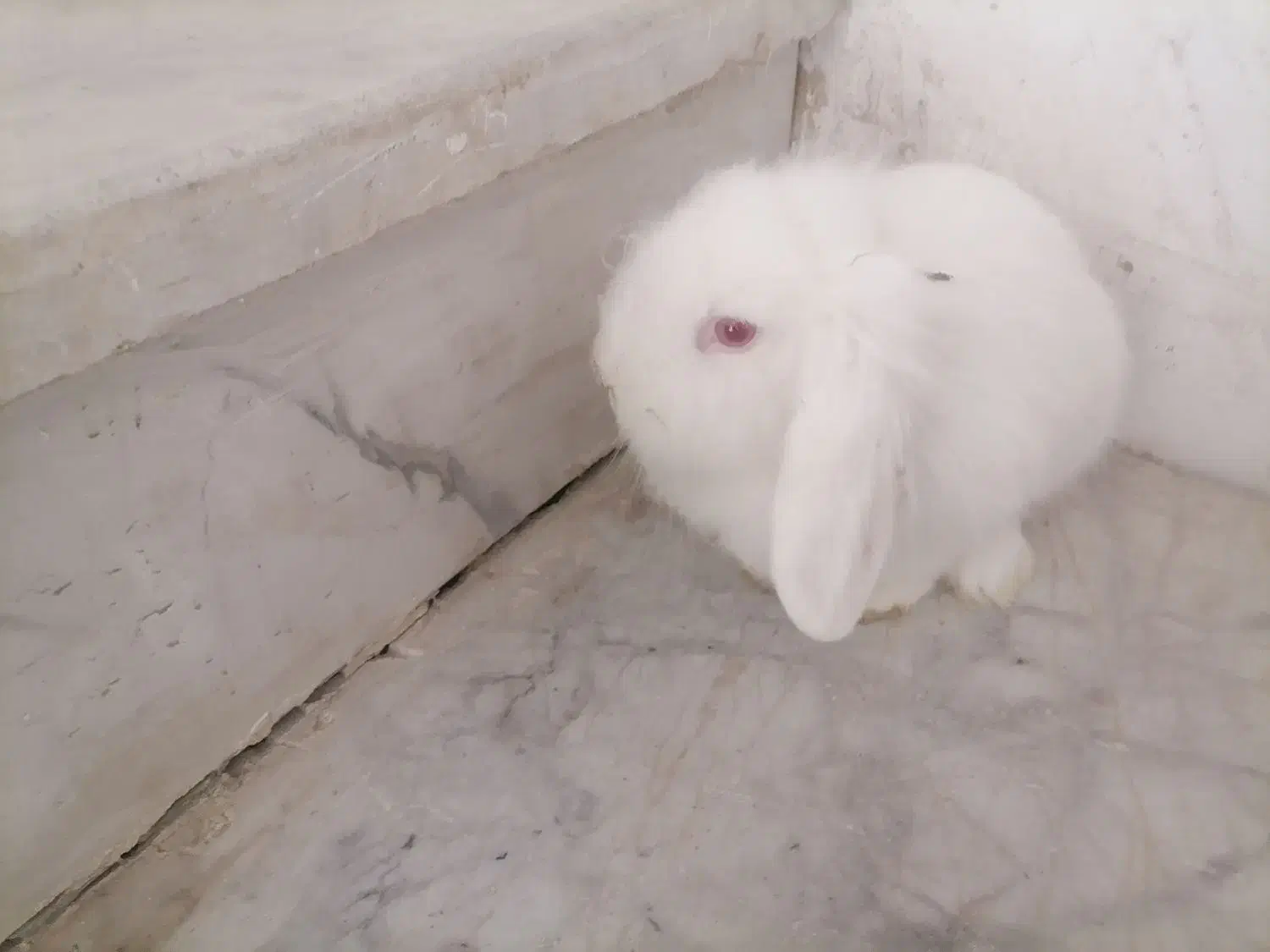 خرگوش لوپ سفید چشم شرابی|موش و خرگوش|تایباد, |دیوار