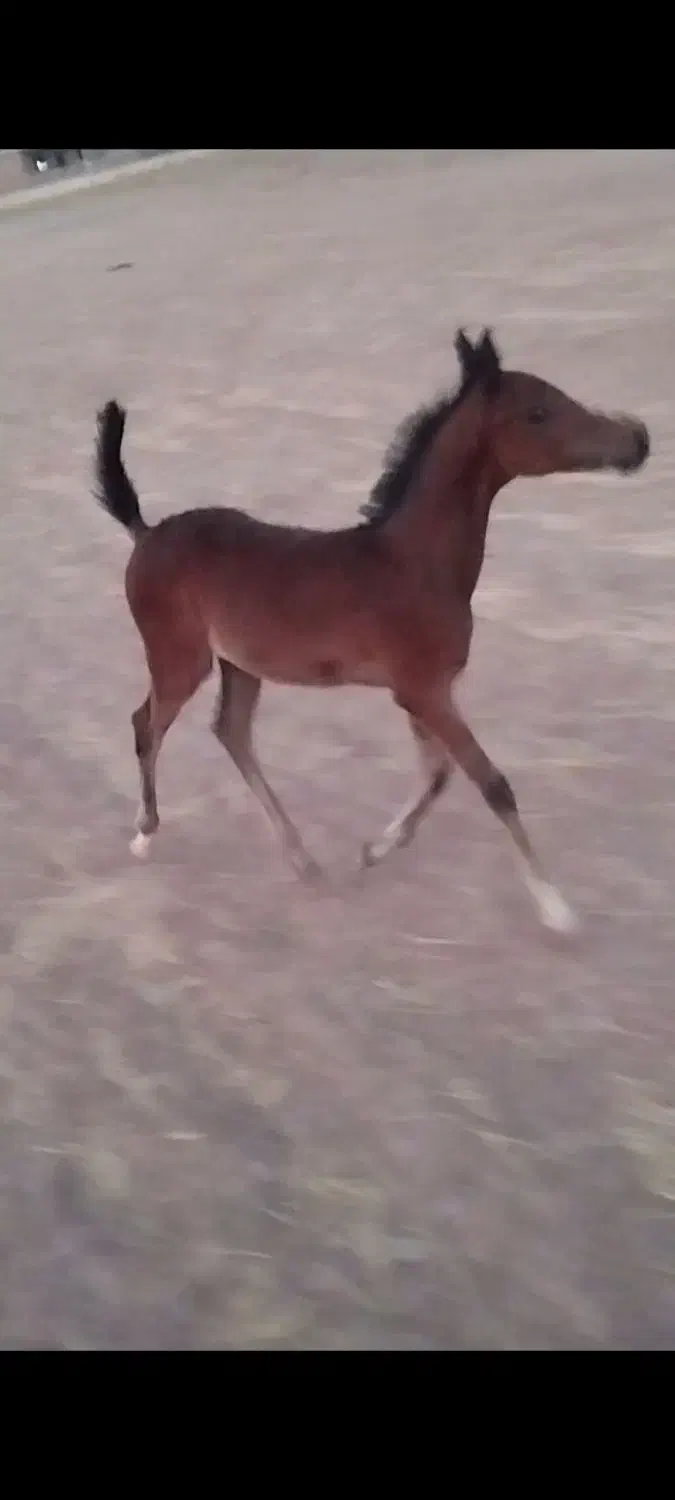 کره نریان عرب دوسر مدارک دار|اسب و تجهیزات اسب‌سواری|قیدار, |دیوار