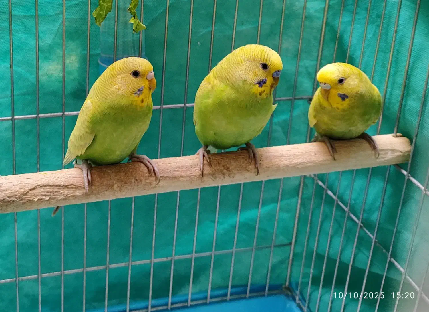 مرغ عشق رنگینکمانی سه تا|پرنده|سنقر, |دیوار