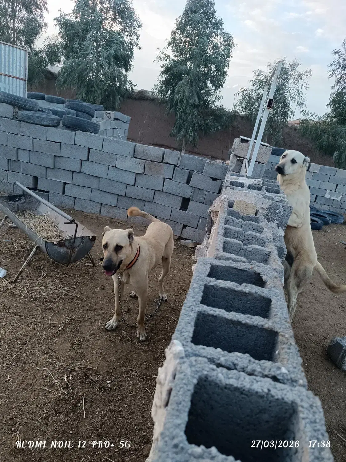 سگ نگهبان|سگ|خواف, |دیوار