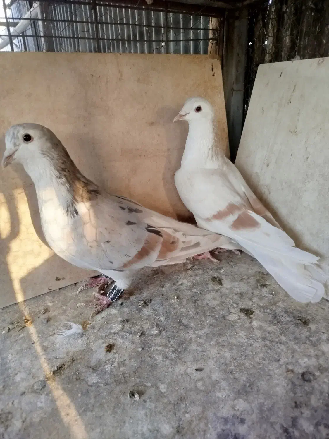 کبوتر کفتر رنگی دمسفید چادری هفترنگ طوقی|پرنده|چهاردانگه (تهران), |دیوار