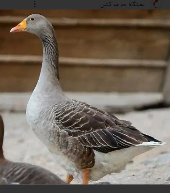 قوغاز و غاز|حیوانات مزرعه|اردبیل, |دیوار