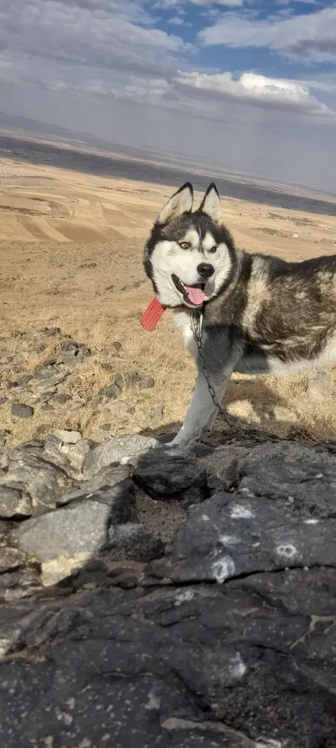 سگ هاسکی|سگ|بهار, |دیوار