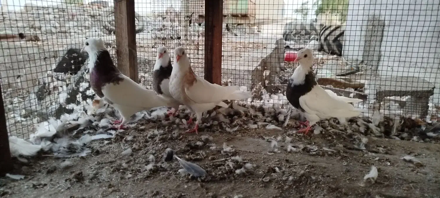 فروش جوجه کفتر طوقی|پرنده|قلعه قاضی, |دیوار