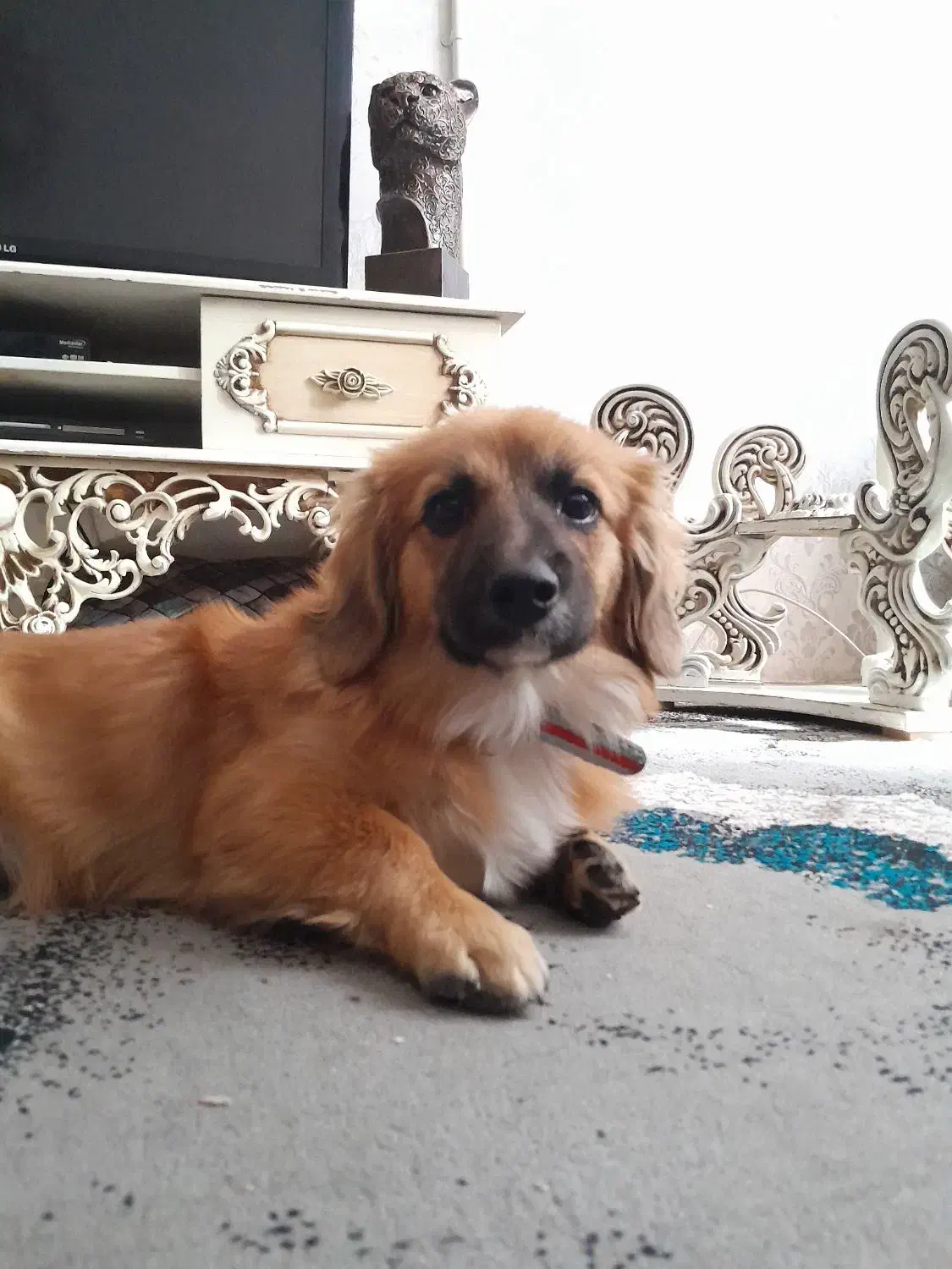 سگ پامر با ژرمن ورک|سگ|قرچک, پویینک|دیوار