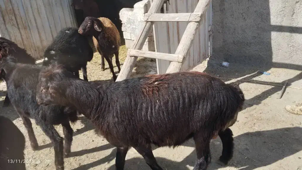 دوقولوزایی با قوچ همو|حیوانات مزرعه|ایواوغلی, |دیوار