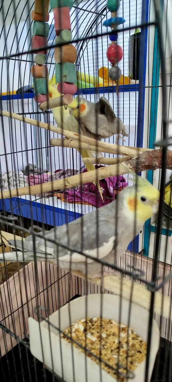 3عدد عروس هلندی لوتینو. نروماده کاملا دستی|پرنده|گرمسار, |دیوار