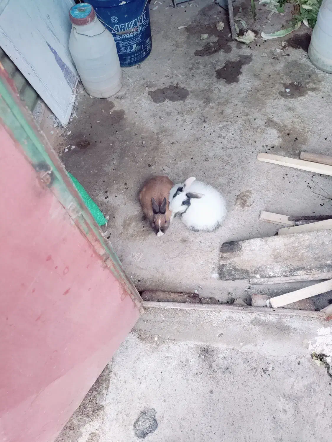 خرگوش|موش و خرگوش|سقز, |دیوار