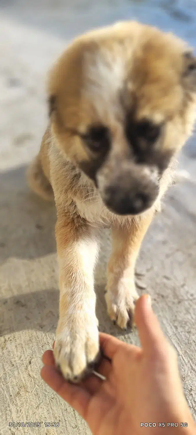 شاه توله سراب اصیل خالص|سگ|کرج, خرمدشت|دیوار