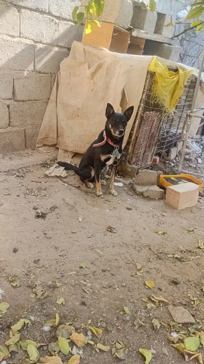 سگ پاکوتاه|سگ|جیرفت, |دیوار