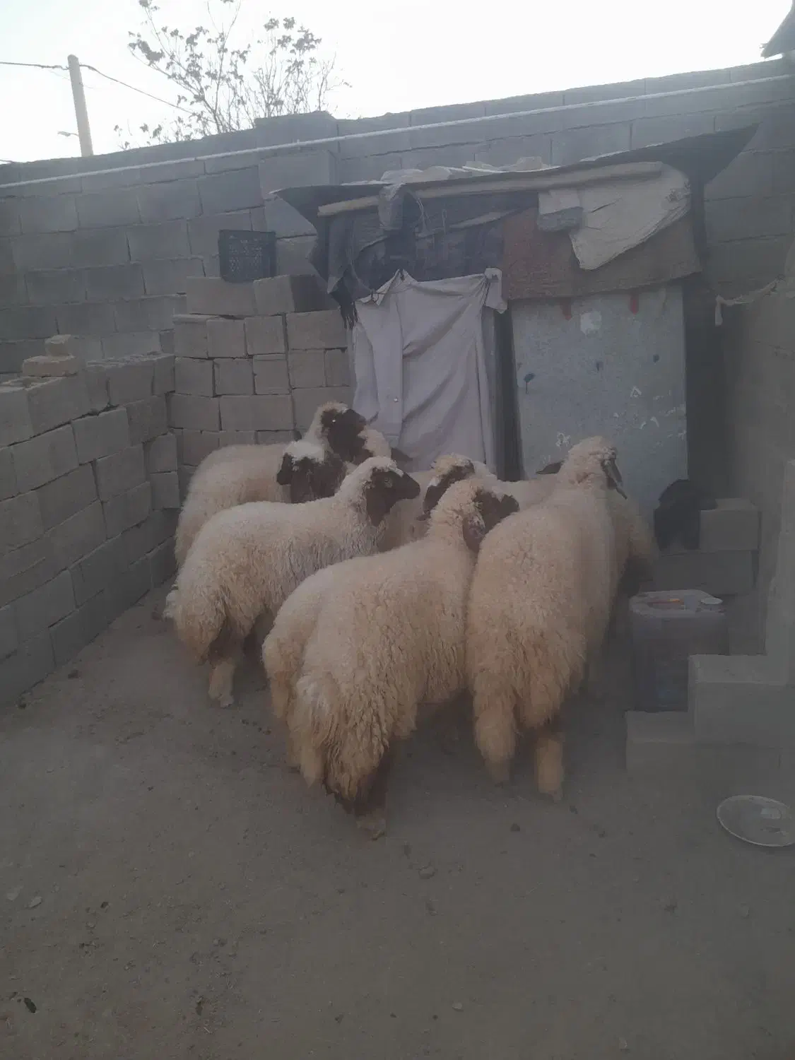 فروش ۱۰عددبره ماده سنجابی اصیل|حیوانات مزرعه|کرمانشاه, |دیوار