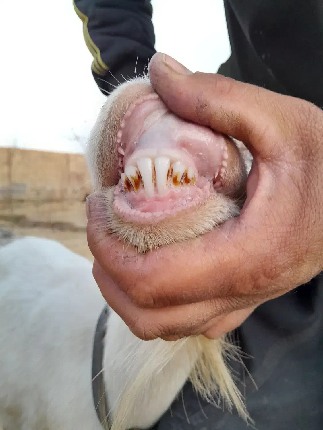 بزسانن اصل شکم دوم حامله سنگین سه قلوزا|حیوانات مزرعه|گلپایگان, |دیوار