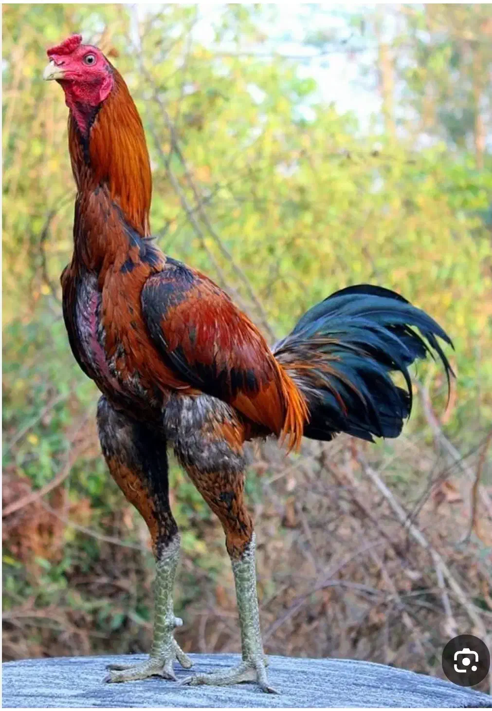 لاری|حیوانات مزرعه|نهبندان, |دیوار