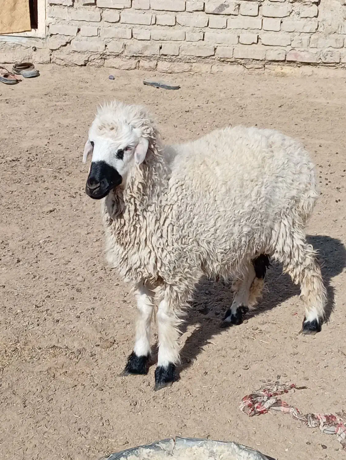 بره نر|حیوانات مزرعه|هامون, |دیوار