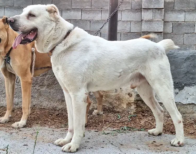 سگ آلابای روسی|سگ|چهاردانگه (تهران), |دیوار