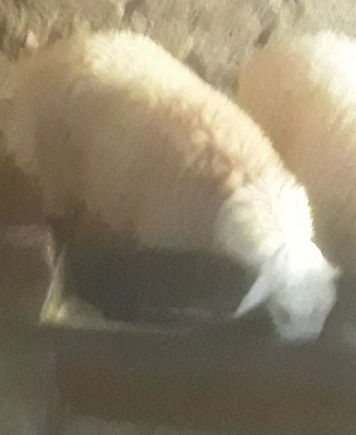 بره نر|حیوانات مزرعه|اسفراین, |دیوار