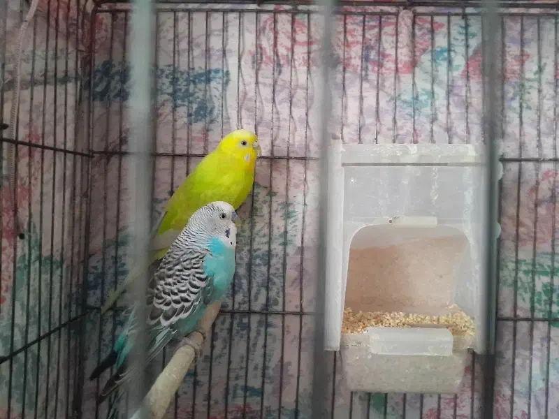 مرغ عشق|پرنده|قزوین, |دیوار