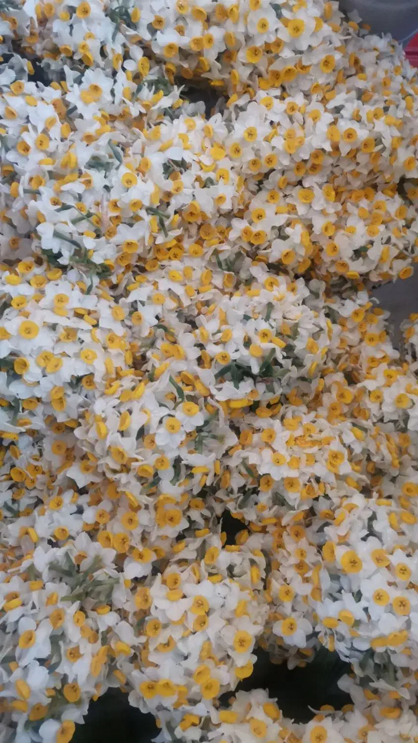 گل نرگس شیراز|گل و گیاه طبیعی|قم, پردیسان|دیوار