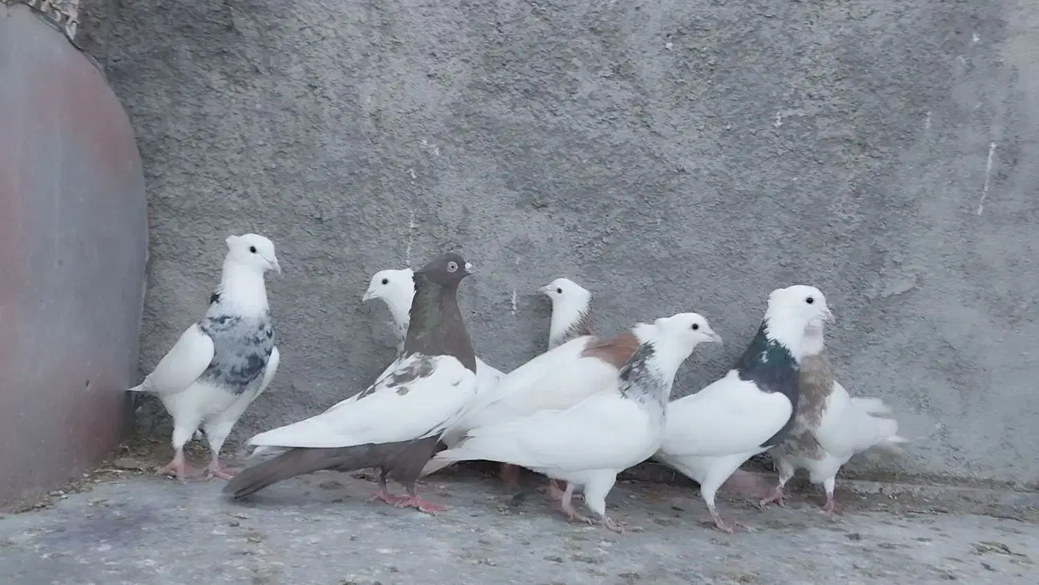 طوقی سینه|پرنده|مبارکه, |دیوار