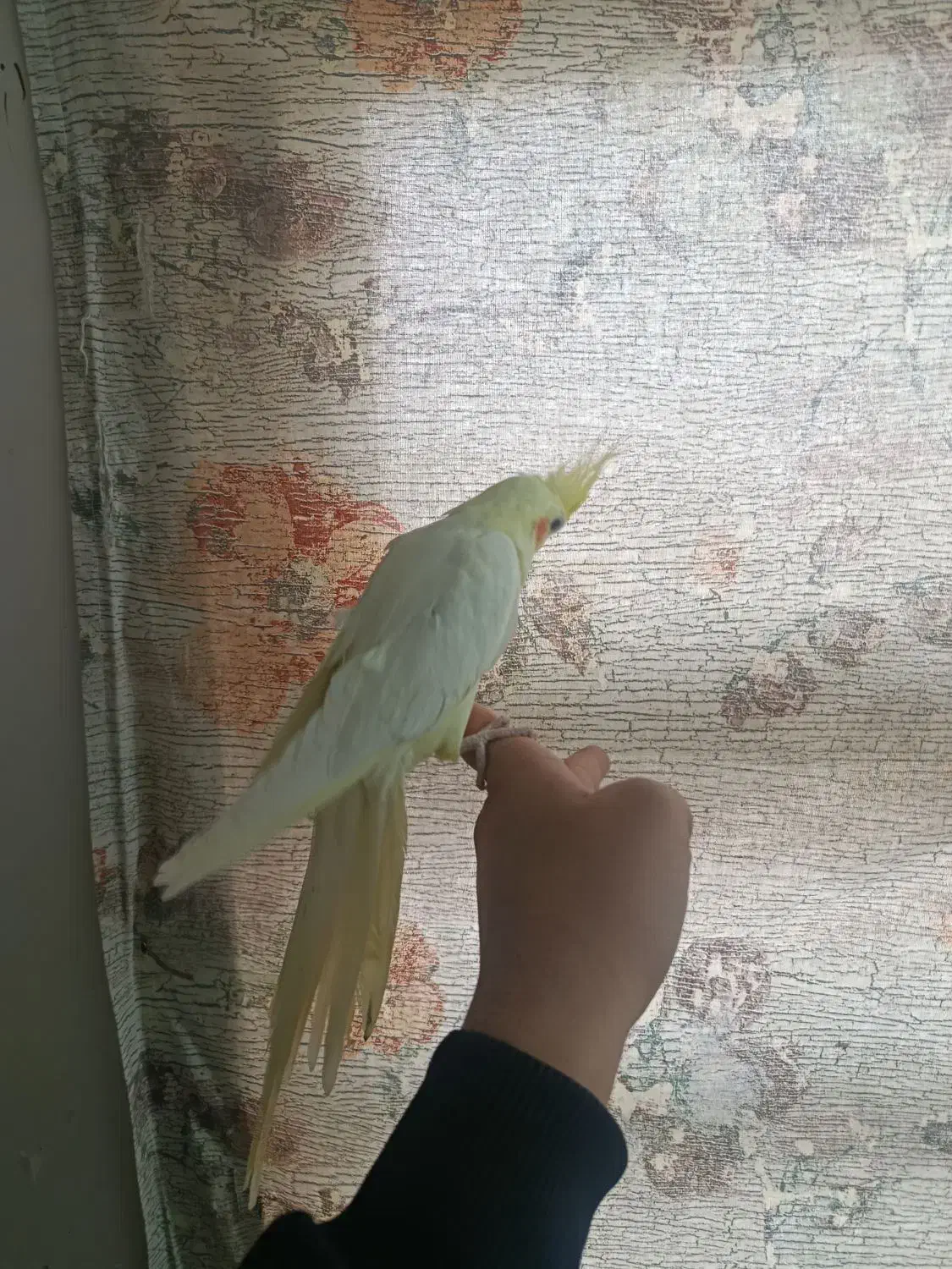 عروس هلندی ماده|پرنده|قم, جمکران|دیوار