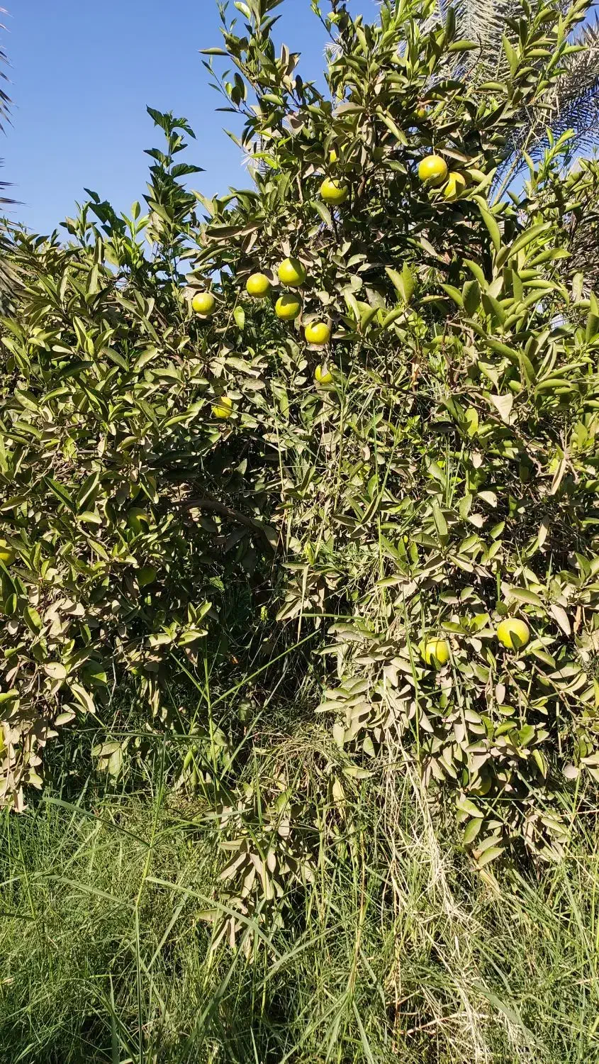 خرید مرکبات پرتقال لیمو نارنگی|خدمات باغبانی و درختکاری|دزفول, |دیوار