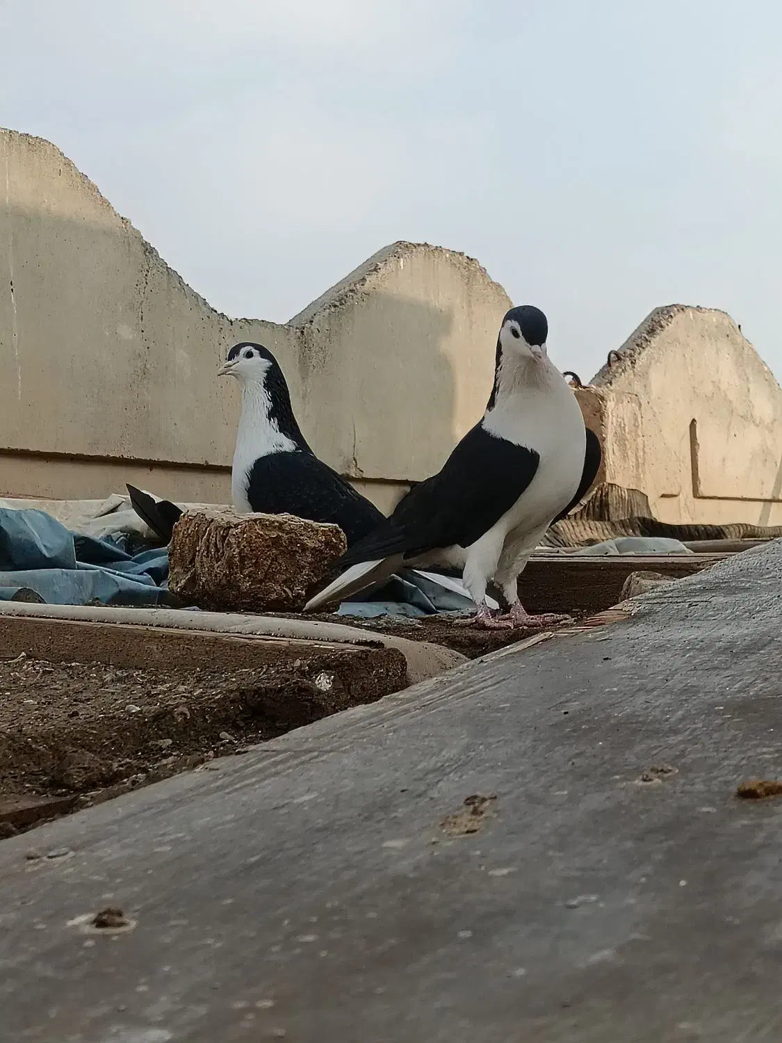 نروماده سیاپاک|پرنده|مشهد, شهرک شیرین|دیوار