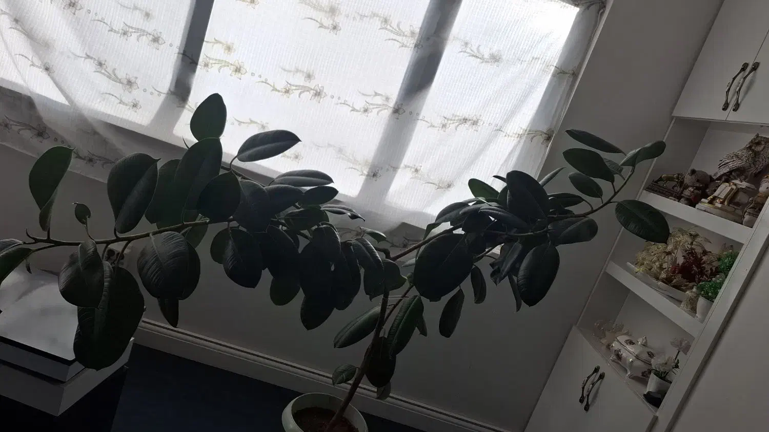 گل طبیعی|گل و گیاه طبیعی|شهرکرد, |دیوار