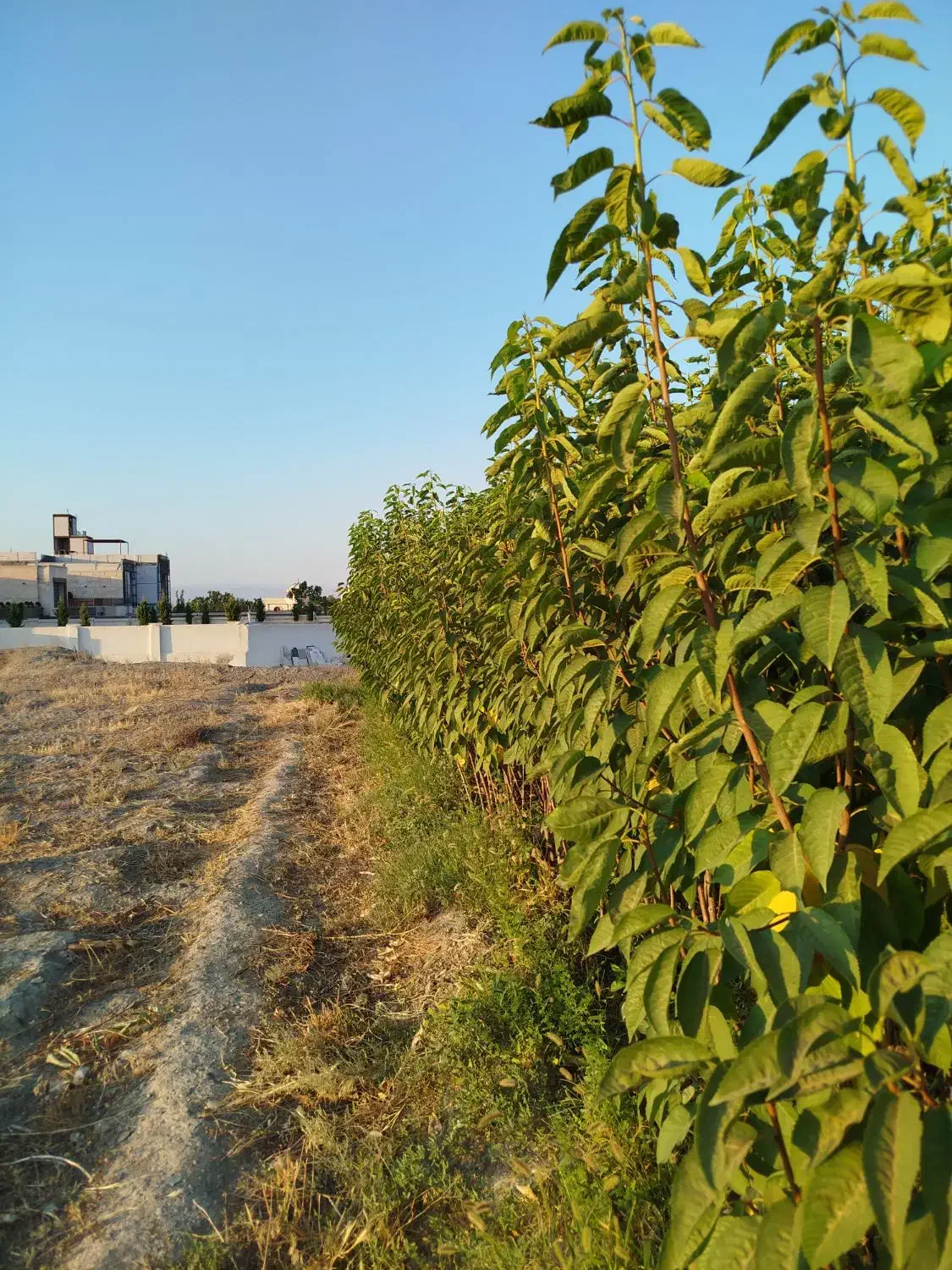 نهالستان|خدمات باغبانی و درختکاری|مشهد, توس فردوسی|دیوار