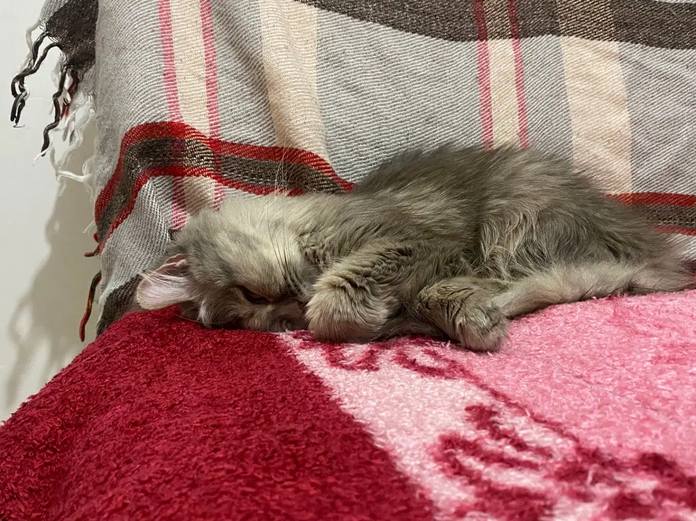 گربه پرشین|گربه|مراغه, |دیوار