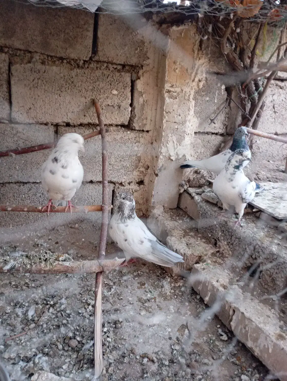 کبوتر|پرنده|زنجانرود, |دیوار