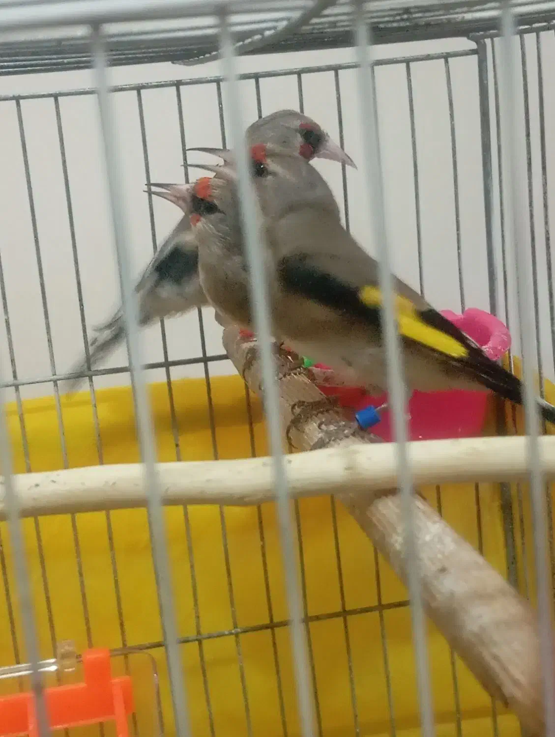 سهره نر بخونه|پرنده|بیرجند, |دیوار